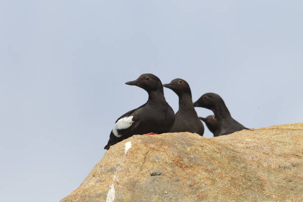 istock Pigeon Guillemot , Oregon Coast USA 940972072
