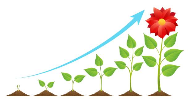 성장 단계 주기 - tree growth cultivated sapling stock illustrations