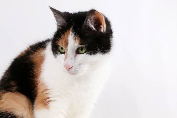 istock tricolored cat is sitting in the studio 940976276