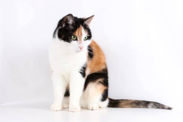 istock tricolored cat is sitting in the studio 940976292