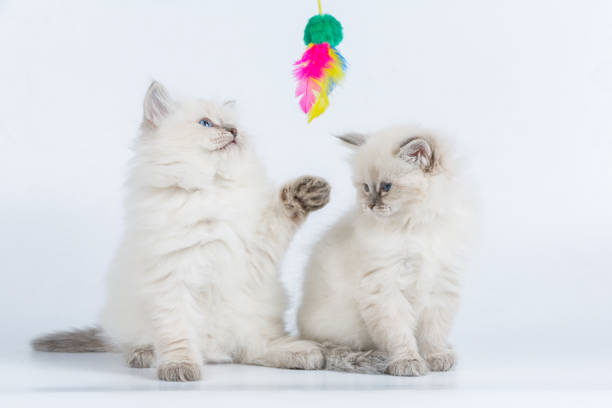 Portrait of Siberian kitten, studio shoot
