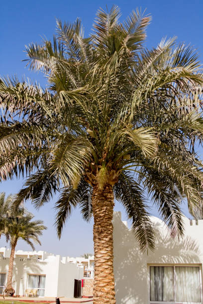 istock Green palm tree on blue sky background, close up 940980730