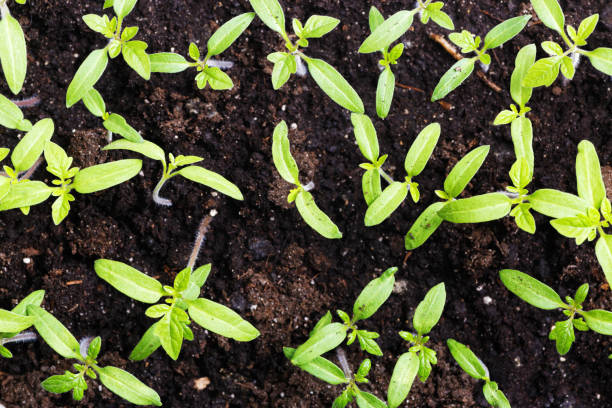 istock Young small green sprouts on an a ground 940980824