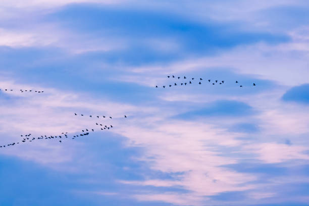 istock flock of geese in flight 940981502