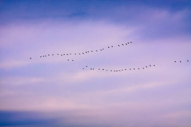 istock flock of geese in flight 940981514