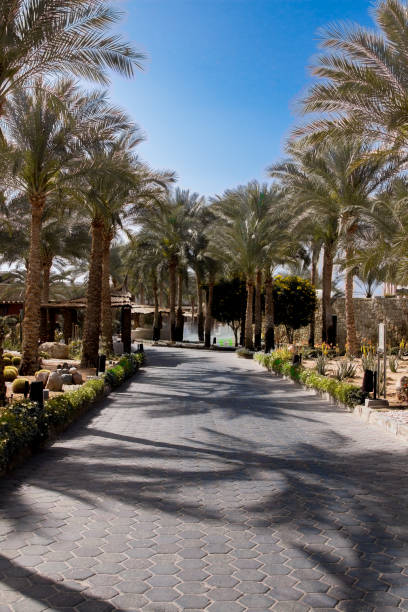 istock Green palm tree alley with sunny weather, blue sky background 940982548