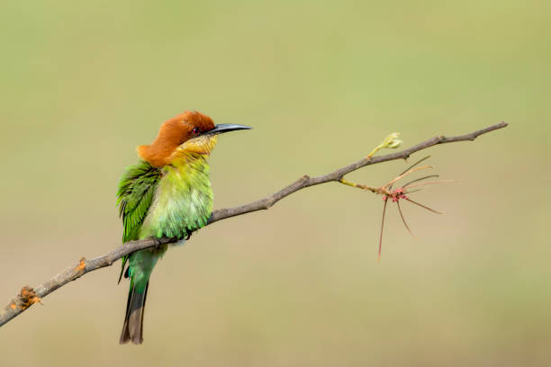 istock Chestnut-headed bee-eater or Merops leschenaulti perching on tree branch , Thailand 940985890