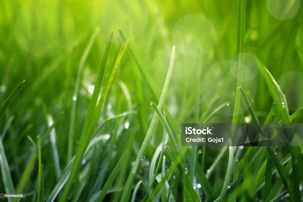 Frisches Gras mit Wassertropfen in den frühen Morgenstau schließen - Lizenzfrei Gras Stock-Foto