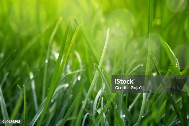 Frisches Gras Mit Wassertropfen In Den Frühen Morgenstau Schließen Stockfoto und mehr Bilder von Gras