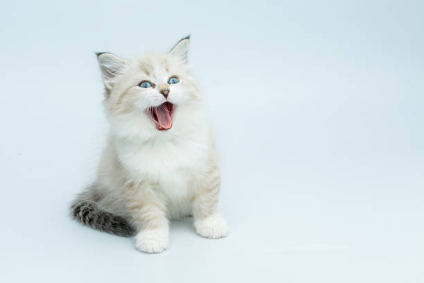 istock Portrait of Siberian kitten, studio shoot 940986684