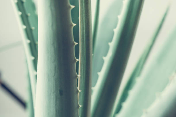 Teil einer Aloe im Umgebungslicht des Tages.