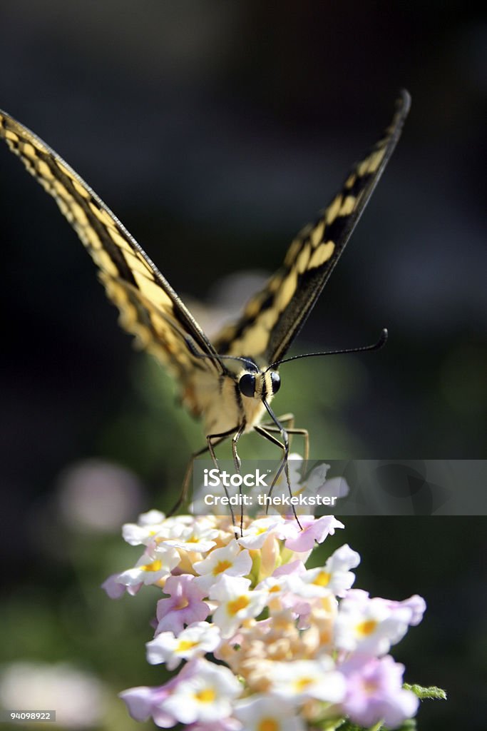 borboleta - Foto de stock de Amarelo royalty-free