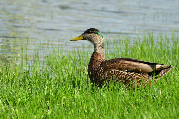 istock Mallard in the Grass Beside Pond 940989540