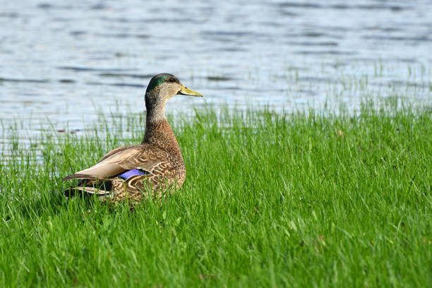 istock Mallard in the Grass Beside Pond 940989596