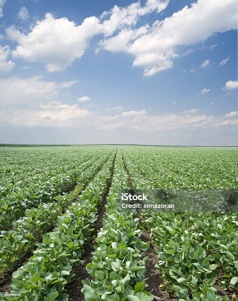 Rows of green soy plants under a blue sky Green cultivated soy field in early summer Soybean Stock Photo