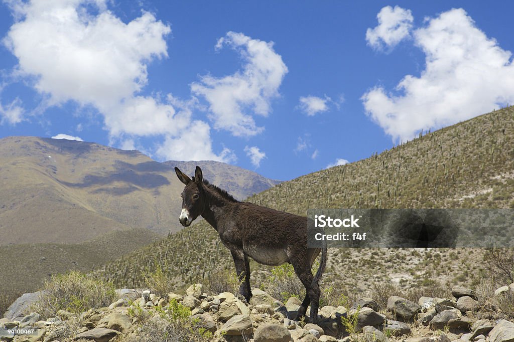 Ass in mountain  Donkey Stock Photo