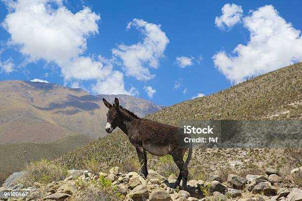 Ass In Mountain Stock Photo - Download Image Now - Donkey, Hill, Animal