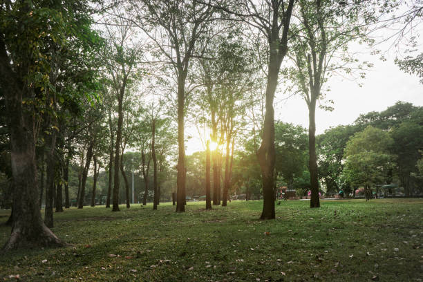 istock Green trees during the morning sunrise in the park. 941004708