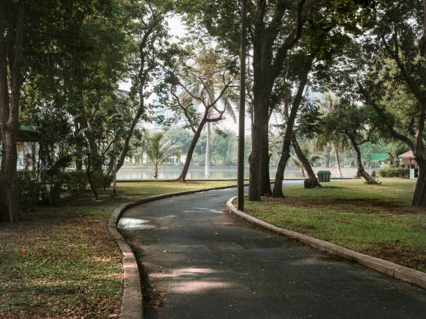 istock Green trees during the morning sunrise in the park. 941004766