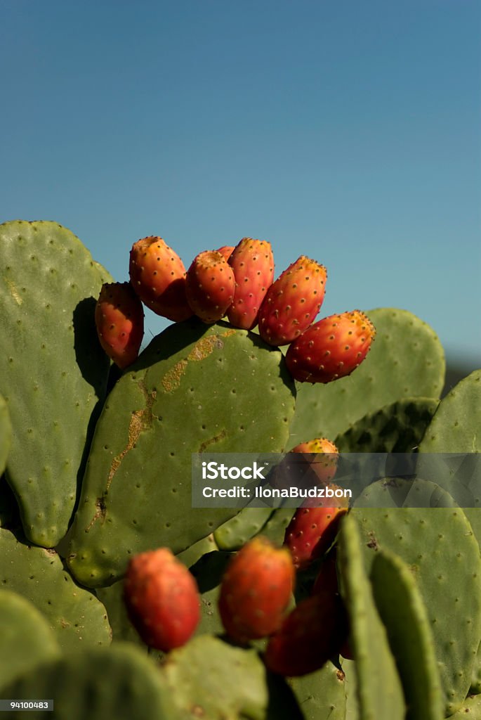 Cactus chumbera con frutas rojas - Foto de stock de Nopal libre de derechos