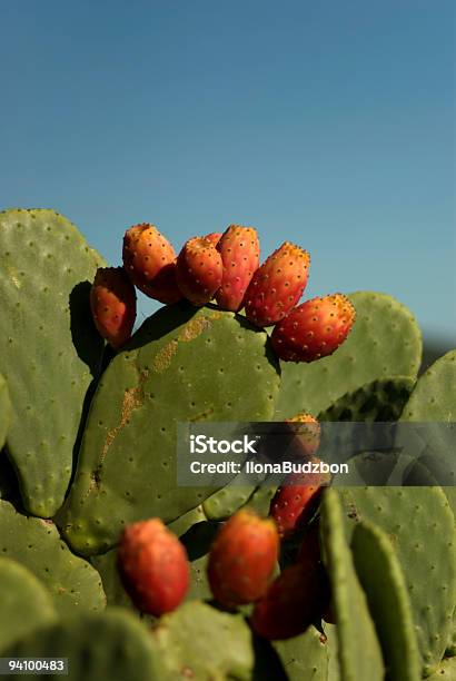 Cactus Chumbera Con Frutas Rojas Foto de stock y más banco de imágenes de Nopal - Nopal, Cactus Chumbera, Cactus