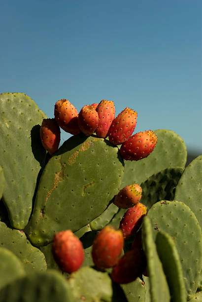 Prickly Pear Cactus with Red Fruit stock photo