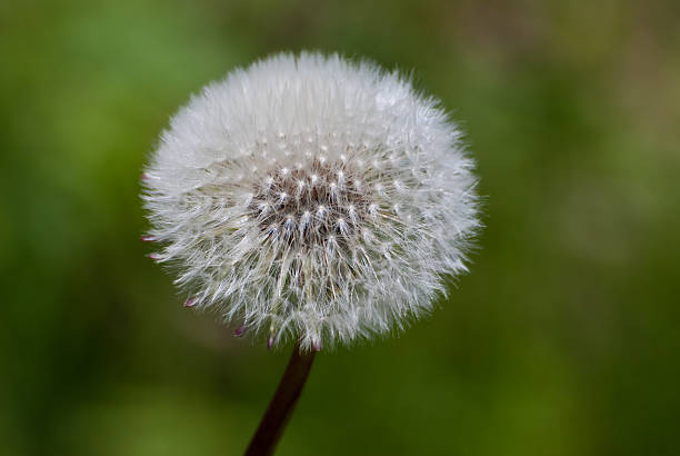 istock Taraxacum - Dandelion Parachute Ball 94100522