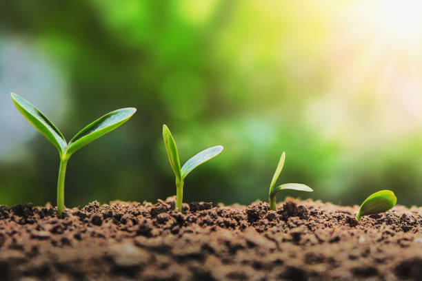 istock plant seedling growing step in garden. concept agriculture 941005484