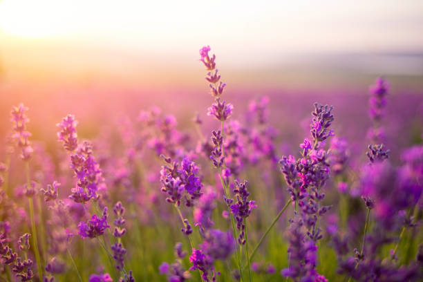 violette lavendelfeld - ländliches motiv fotos stock-fotos und bilder