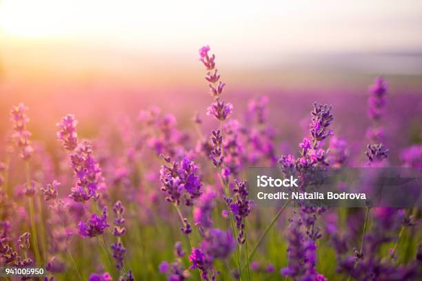 Violette Lavendelfeld Stockfoto und mehr Bilder von Frühling - Frühling, Lila, Sommer