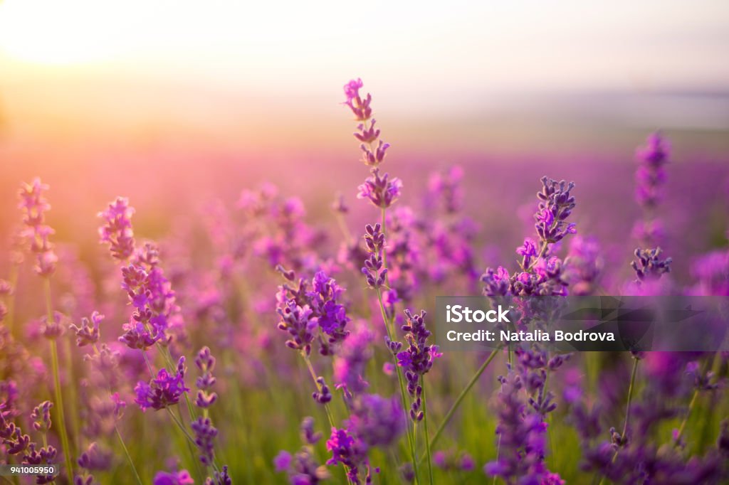 violet lavender field Springtime Stock Photo