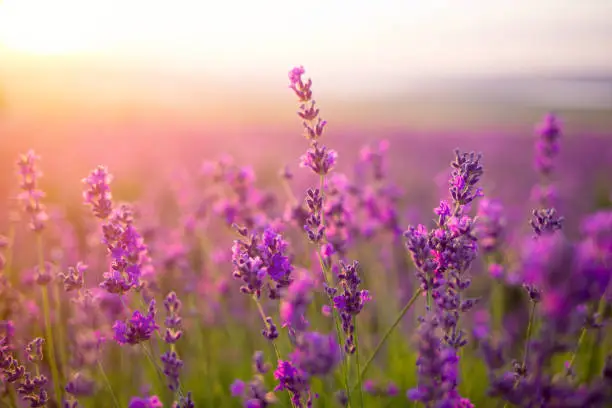 Photo of violet lavender field