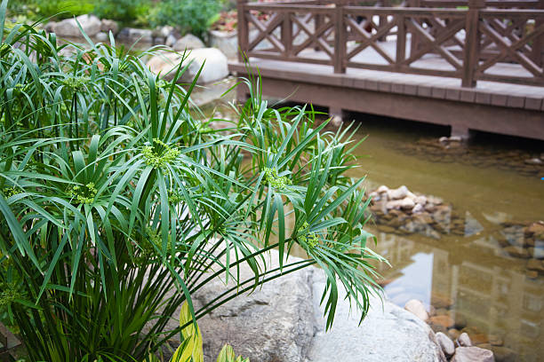 cyperus alternifolius 가든 - patio stone footpath formal garden 뉴스 사진 이미지