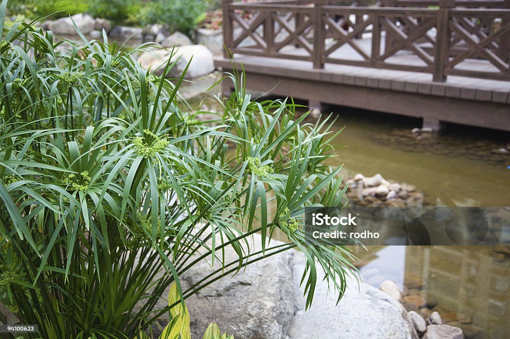 Cyperus alternifolius in garden  Papyrus Reed Stock Photo