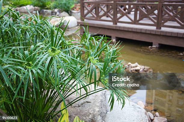 Cyperus Alternifolius In Garden Stock Photo - Download Image Now - Papyrus Reed, Pond, Gazebo