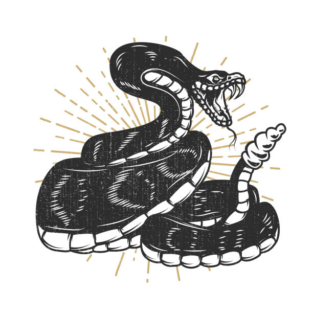 ilustraciones, imágenes clip art, dibujos animados e iconos de stock de ilustración de serpiente víbora. elemento de diseño para el emblema, signo, cartel, camiseta. - snake rattlesnake poisonous organism fang