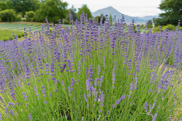 istock Close up purple lavender flower 941008756