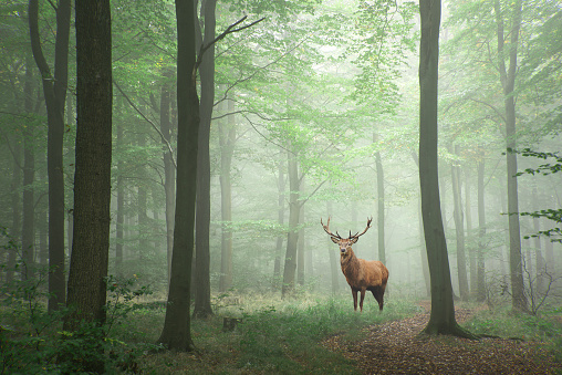 Ciervo rojo ciervo en imagen de paisaje de cuento de hadas verde exuberante crecimiento concepto bosque niebla photo