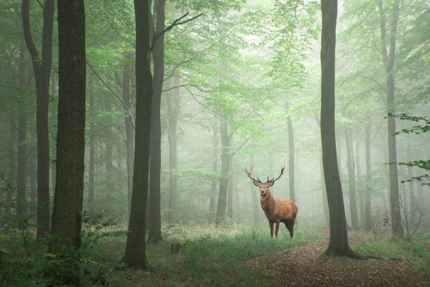 Red deer stag in Lush green fairytale growth concept foggy forest landscape image stock photo