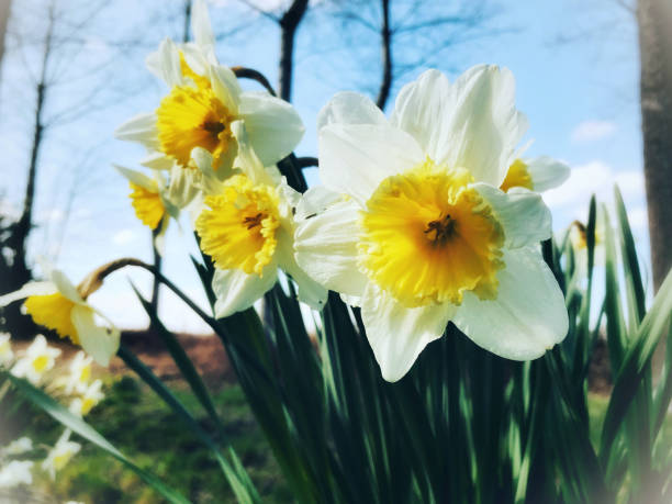 Close-up of daffodils blooming in springtime.