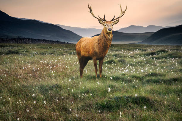 istock Landscape view along countryside fields towards misty Snowdonia mountain range at sunrise 941013250