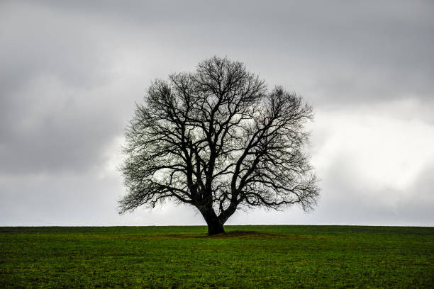 istock Winter time landscape image of Tree or green field, meadow with tree at winter time. Cloudy sky. Azerbaijan nature. Caucasus 941013628