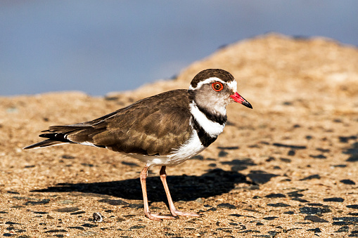 Close up of single coloful Three Banded plover bird standing on concrete bridge at Imfolozi-Hluhluwe game reserve in Zululand, KwaZulu Natal, South Africa