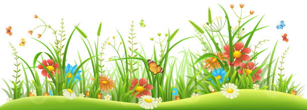 Spring Flower Footer 720+ Flower Footer Stock Photos, Pictures & Royalty-Free Images - iStock