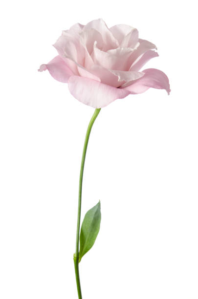 istock Beautiful Eustoma flower isolated on white background 941017316