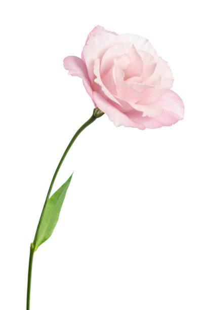 istock Beautiful Eustoma flower isolated on white background 941017330