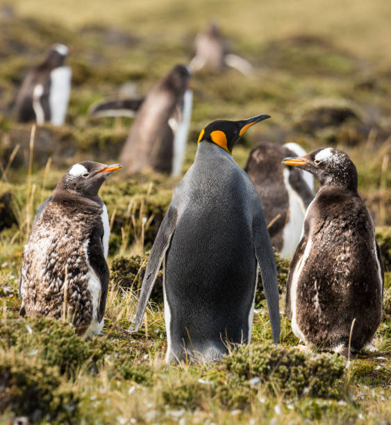 istock Standing King Penguin with Two Gentoo Penguins Chicks 941017480