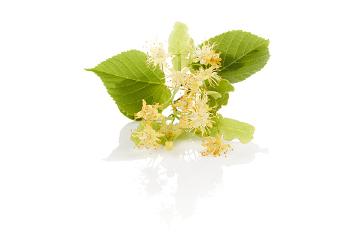 Branch of  linden flower with leaves isolated on white background. Herbal remedy.