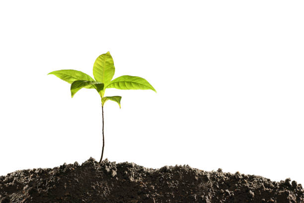 istock Green sprout growing out from soil isolated on white background 941023530