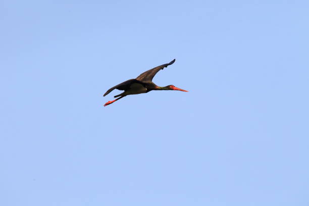 istock A flying black stork in southern Saxony/Germany 941023550